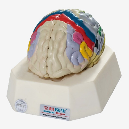 MÔ HÌNH GIẢI PHẪU BỘ NÃO MODEL: GD/A18205