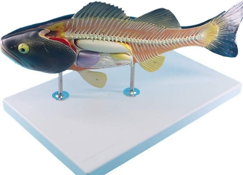 Mô hình giải phẫu cá
