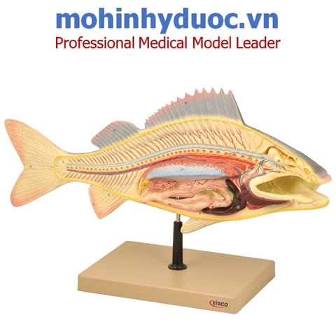 MÔ HÌNH GIẢI PHẪU CÁ EISCO ZM0018A