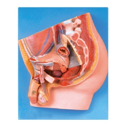 MÔ HÌNH MẶT CẮT DỌC KHUNG CHẬU NAM MODEL: GD/A15101