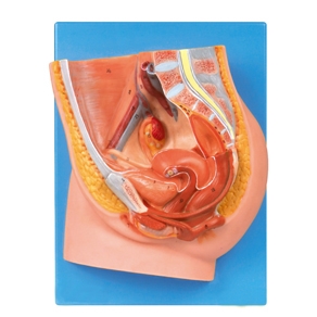 MÔ HÌNH GIẢI PHẪU CẮT ĐỨNG XƯƠNG CHẬU HÔNG NỮ MODEL: GD/A15104