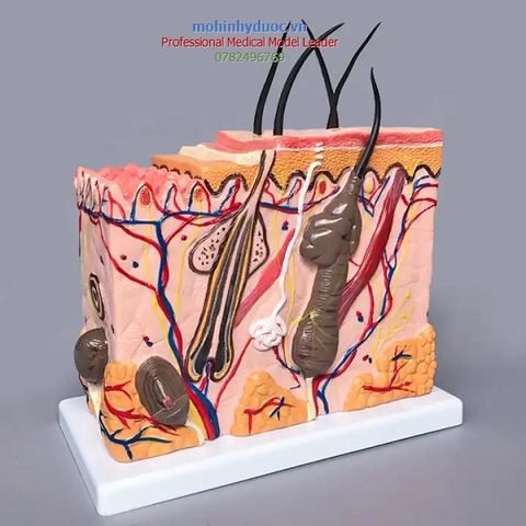 MÔ HÌNH GIẢI PHẪU CẤU TẠO CẤU TRÚC DA PHÓNG ĐẠI 105 LẦN