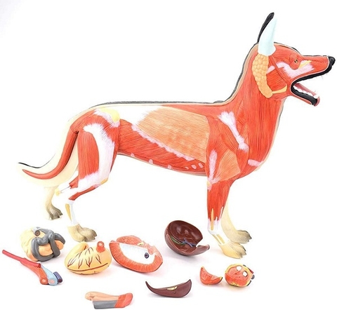 MÔ HÌNH GIẢI PHẪU CHÓ CAO CẤP