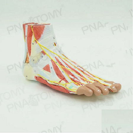 MÔ HÌNH GIẢI PHẪU CƠ BÀN CHÂN NGƯỜI, KHỚP BÀN CHÂN, DÂY THẦN KINH, PVC CAO CẤP
