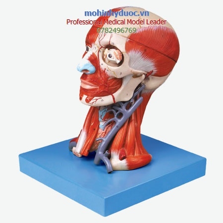 MÔ HÌNH GIẢI PHẪU CƠ ĐẦU VÀ DÂY THẦN KINH GD/A18211