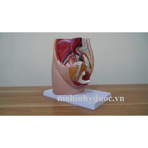 MÔ HÌNH GIẢI PHẪU CƠ QUAN SINH DỤC NỮ