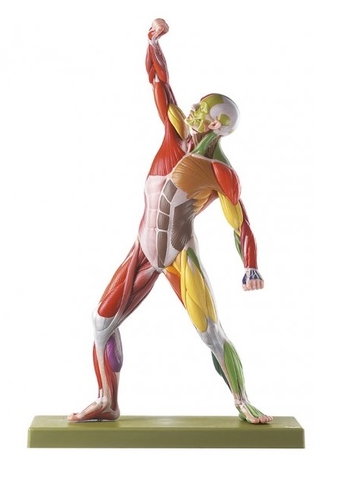 MÔ HÌNH GIẢI PHẪU CƠ THỂ NGƯỜI SOMSO - ĐỨC