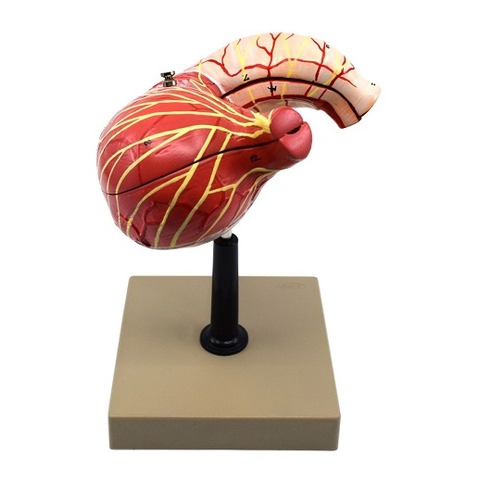 MÔ HÌNH GIẢI PHẪU DẠ DÀY 2 PHẦN 3D