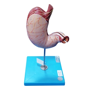 MÔ HÌNH GIẢI PHẪU DẠ DÀY GD/A12002