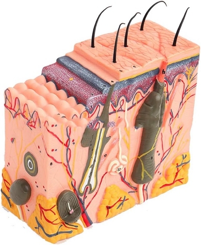 MÔ HÌNH GIẢI PHẪU DA NGƯỜI PHÓNG ĐẠI 50 LẦN