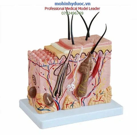 MÔ HÌNH GIẢI PHẪU DA PHÓNG ĐẠI 70 LẦN