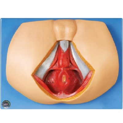 MÔ HÌNH GIẢI PHẪU TẦNG SINH MÔN - ĐÁY CHẬU NAM MODEL: GD/A15112