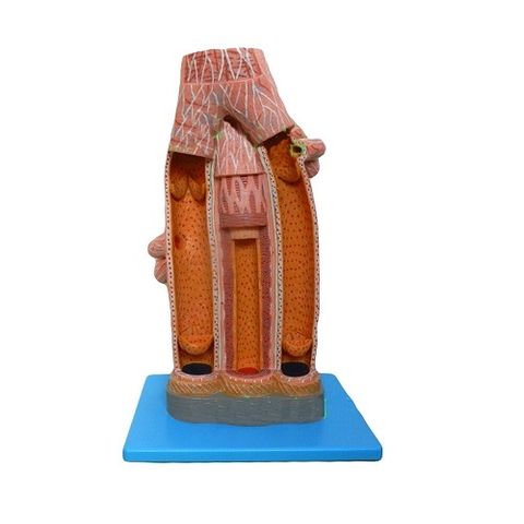 MÔ HÌNH GIẢI PHẪU ĐỘNG MẠCH