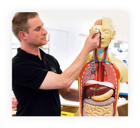 MÔ HÌNH GIẢI PHẪU ERLER ZIMMER - ĐỨC