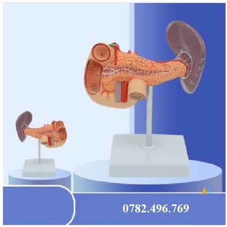 MÔ HÌNH GIẢI MÃ GAN MẬT, TUYẾN TỤY, LÁ LÁCH, TÚI MẬT VÀ TÁ TRÀNG
