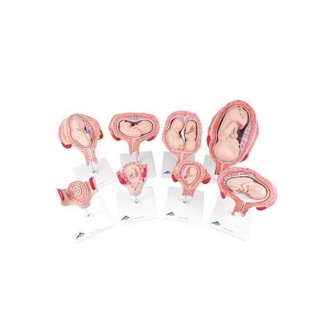 MÔ HÌNH GIẢI PHẪU GIAI ĐOẠN PHÁT TRIỂN PHÔI THAI MODEL: 1018627 [L10]