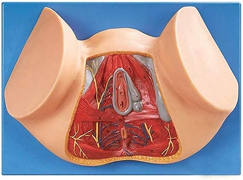 MÔ HÌNH GIẢI PHẪU HỆ CƠ ĐÁY CHẬU NỮ