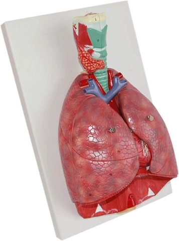 MÔ HÌNH GIẢI PHẪU HỆ HÔ HẤP - MÔ HÌNH GIẢI PHẪU PHỔI 7 PHẦN (36 x 21 x 11 cm)