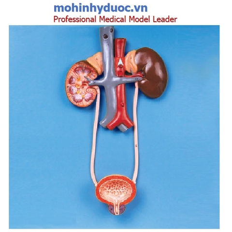Mô hình giải phẫu hệ tiết niệu GD/A14001