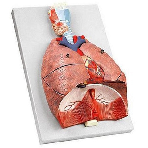 Mô hình giải phẫu hệ tim phổi trong lồng ngực