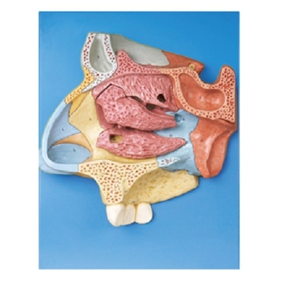 MÔ HÌNH GIẢI PHẪU KHOANG MŨI (CẮT DỌC). MODEL: GD/A13002