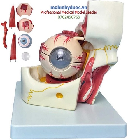 MÔ HÌNH GIẢI PHẪU MẮT CHI TIẾT - GIẢI PHẪU QUỸ ĐẠO NHÃN CẦU