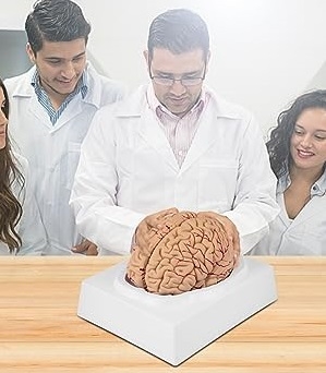 MÔ HÌNH GIẢI PHẪU NÃO 9 PHẦN VEVOR