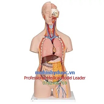 MÔ HÌNH GIẢI PHẪU NGƯỜI BÁN THÂN  LƯỠNG TÍNH 18 BỘ PHẬN 1000193 [B19]