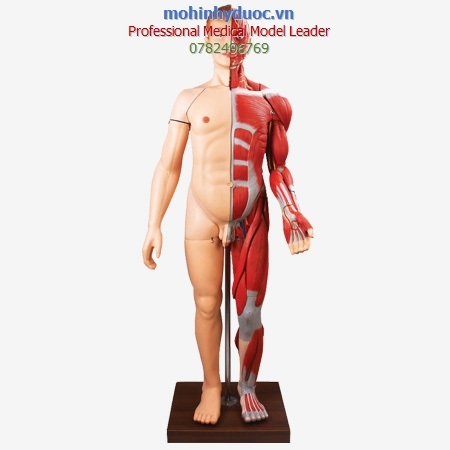 MÔ HÌNH GIẢI PHẪU NGƯỜI VỚI HỆ CƠ CHI TIẾT KÈM NỘI TẠNG 28 PHẦN GD/A10001