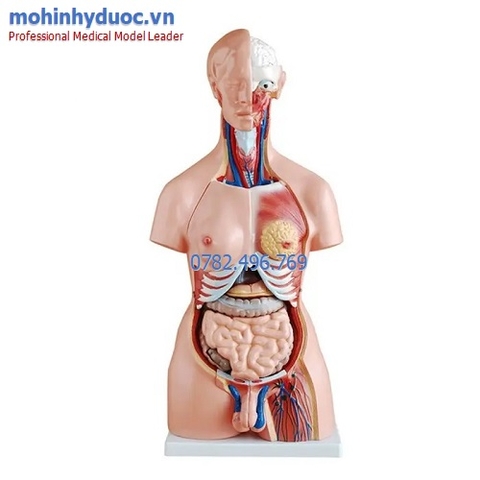 MÔ HÌNH GIẢI PHẪU NGƯỜI