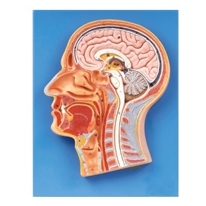 MÔ HÌNH GIẢI PHẪU NỬA ĐẦU GD/A18202