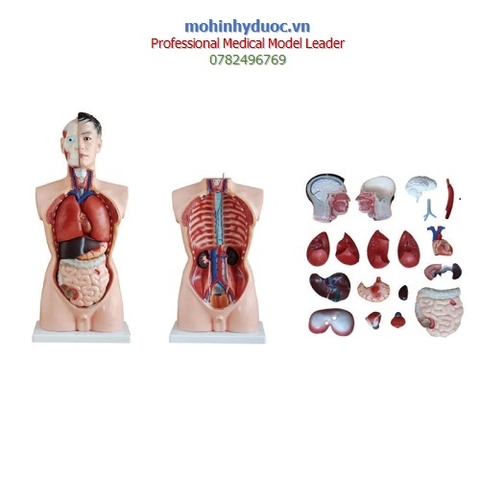 MÔ HÌNH GIẢI PHẪU NỬA NGƯỜI 85CM BÁN THÂN 19 PHẦN