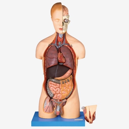 MÔ HÌNH GIẢI PHẪU NỬA THÂN NGƯỜI TRÊN CAO CẤP KÈM NỘI TẠNG CÓ THỂ THÁO RỜI GD/A10002