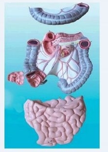 MÔ HÌNH GIẢI PHẪU RUỘT NON VÀ KHUNG ĐẠI TRÀNG