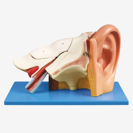 MÔ HÌNH GIẢI PHẪU TAI GD/A17201