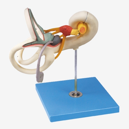 MÔ HÌNH GIẢI PHẪU TAI TRONG MODEL: GD/A17205