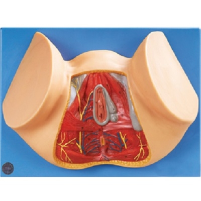 MÔ HÌNH GIẢI PHẪU TẦNG SINH MÔN/ĐÁY CHẬU NỮ MODEL: GD/A15113