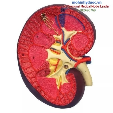 MÔ HÌNH GIẢI PHẪU THẬN PHÓNG ĐẠI 3 LẦN - K10 - ERLER ZIMMER