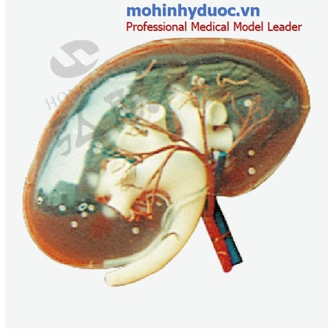 Mô hình giải phẫu thận người GD/A14008