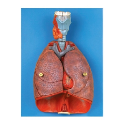 MÔ HÌNH GIẢI PHẪU THANH QUẢN, TIM VÀ PHỔI. MODEL: GD/A13012