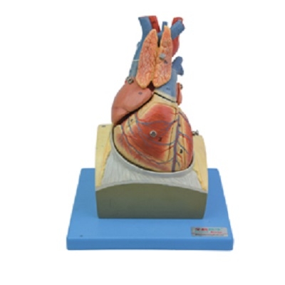 MÔ HÌNH GIẢI PHẪU TIM MODEL: GD/A16022