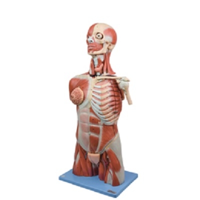 MÔ HÌNH GIẢI PHẪU VÀ THỰC HÀNH Y KHOA HÃNG HONGLIAN (GENERAL DOCTOR)