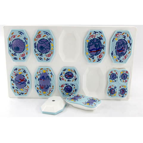 MÔ HÌNH GIẢM TỬ CẤP 10 PHẦN