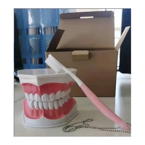 MÔ HÌNH GIẢNG DẠY CHĂM SÓC RĂNG BIX-HY-1 (KÍCH THƯỚC TỰ NHIÊN VỚI BÀN CHẢI ĐÁNH RĂNG)