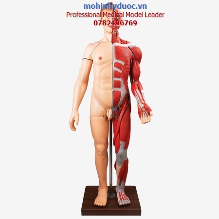 MÔ HÌNH HỆ CƠ TOÀN THÂN 28 PHẦN GD/A10001 KÈM NỘI TẠNG