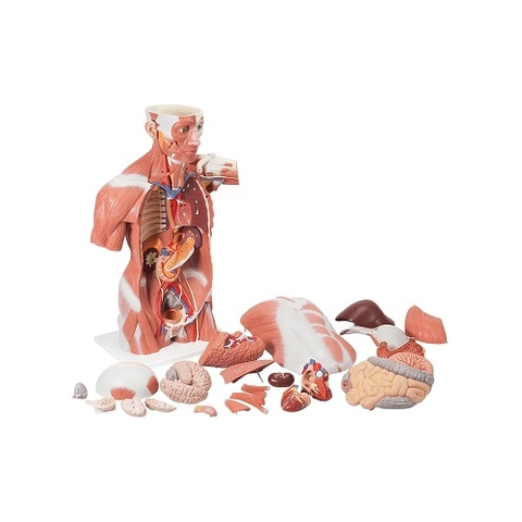 MÔ HÌNH HỆ CƠ BÁN THÂN CÓ ĐẦU