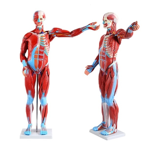 MÔ HÌNH GIẢI PHẪU HỆ CƠ VÀ NỘI TẠNG NGƯỜI 170CM