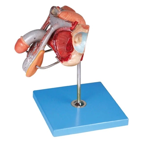 MÔ HÌNH HỆ SINH DỤC NAM CÓ ĐẾ GD-HH-A15102