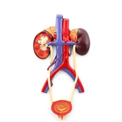 Mô hình hệ tiết niệu LD-244B (40*26*6CM)