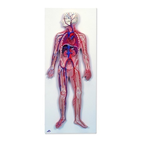 MÔ HÌNH GIẢI PHẪU HỆ TUẦN HOÀN